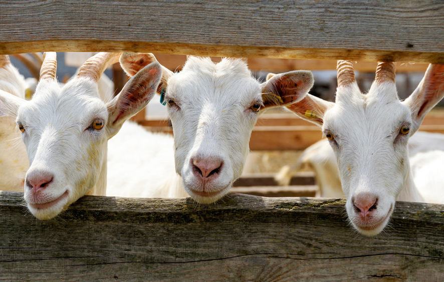 lama waktu pembesaran kambing